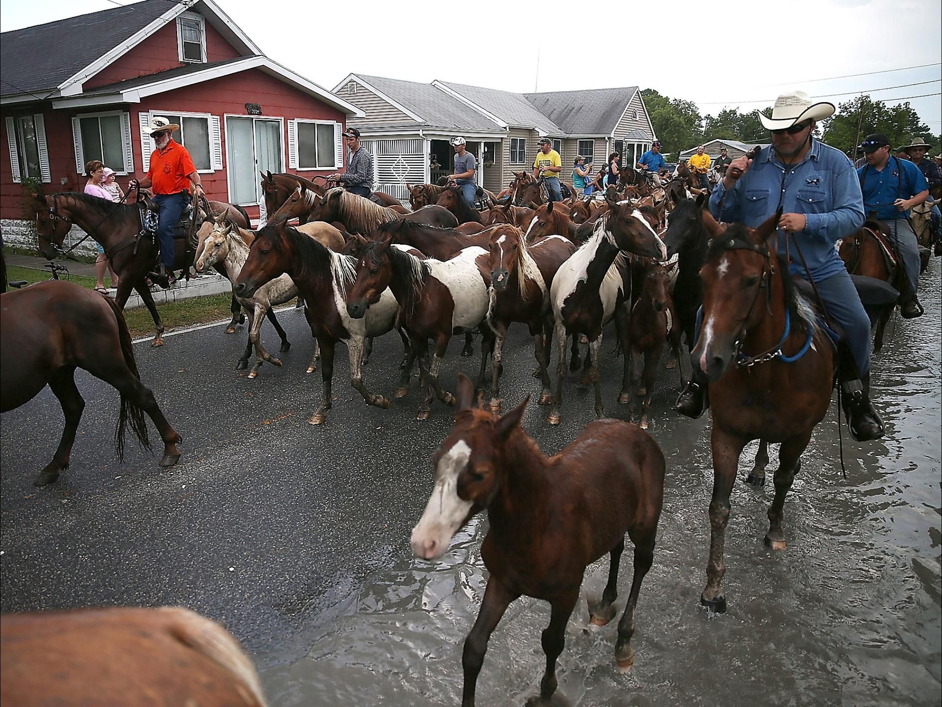 A Cowboy Escorts The Herd Of Ponies Through Chincoteague Mark