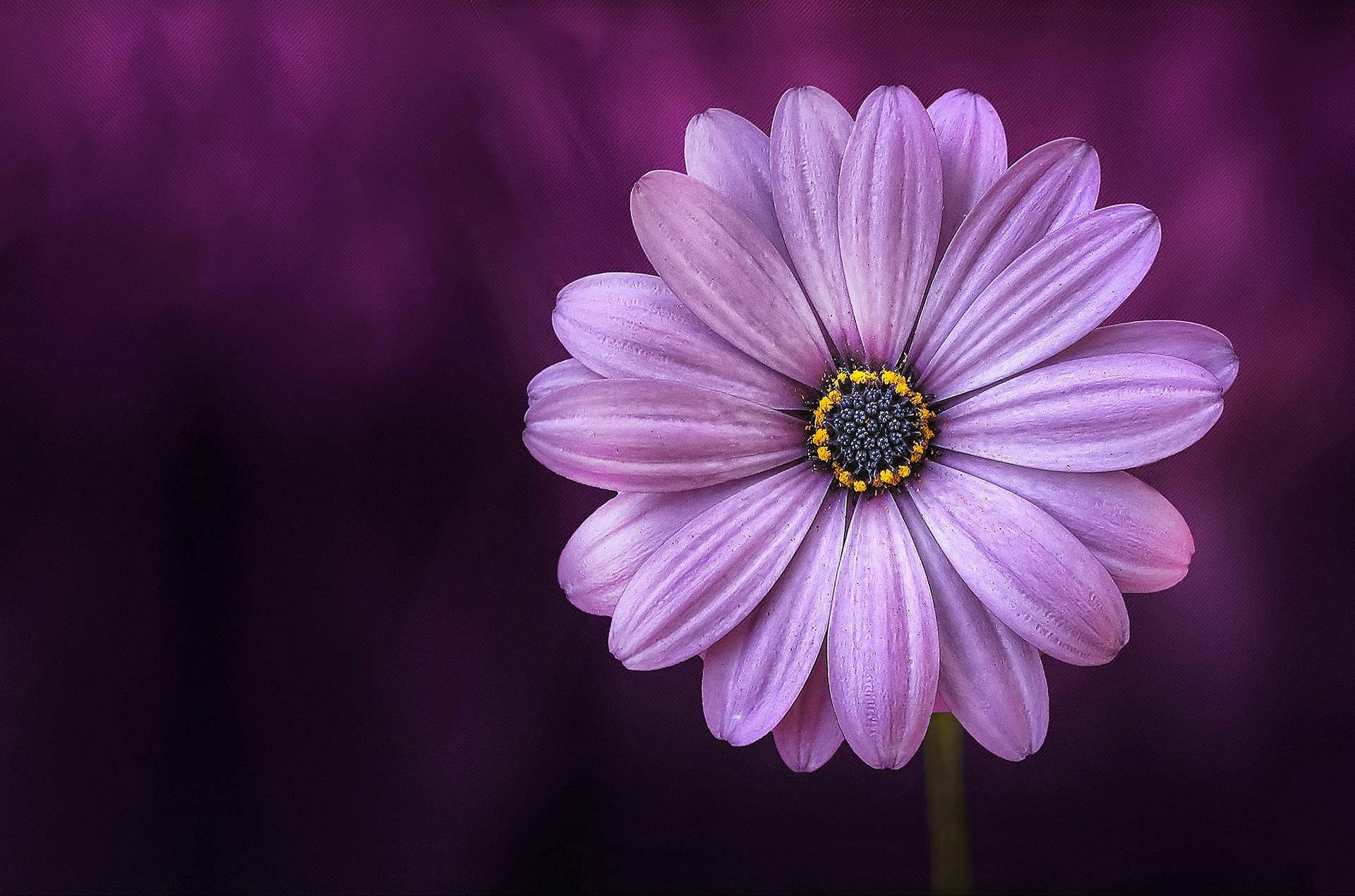 Purple Flower Desktop Wallpaper