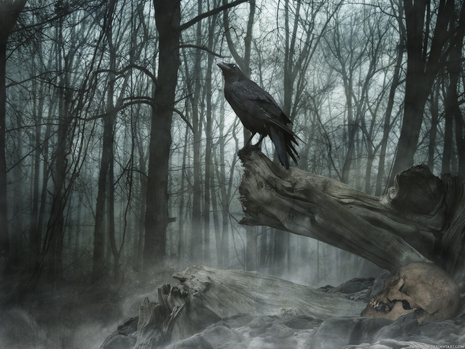 the raven Wallpaper Background 20449