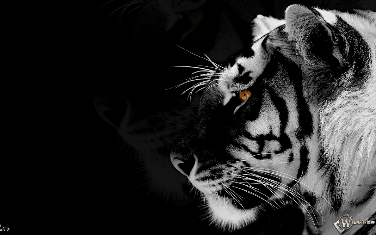 Black Tiger 3d Wallpaper Download Image Num 41