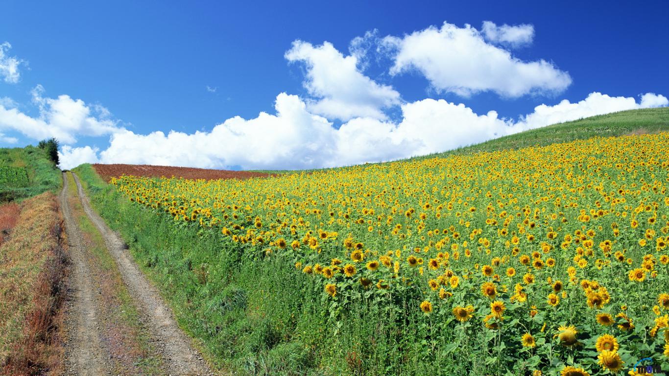 Free download Download Wallpaper Field of sunflowers 1366 x 768 ...