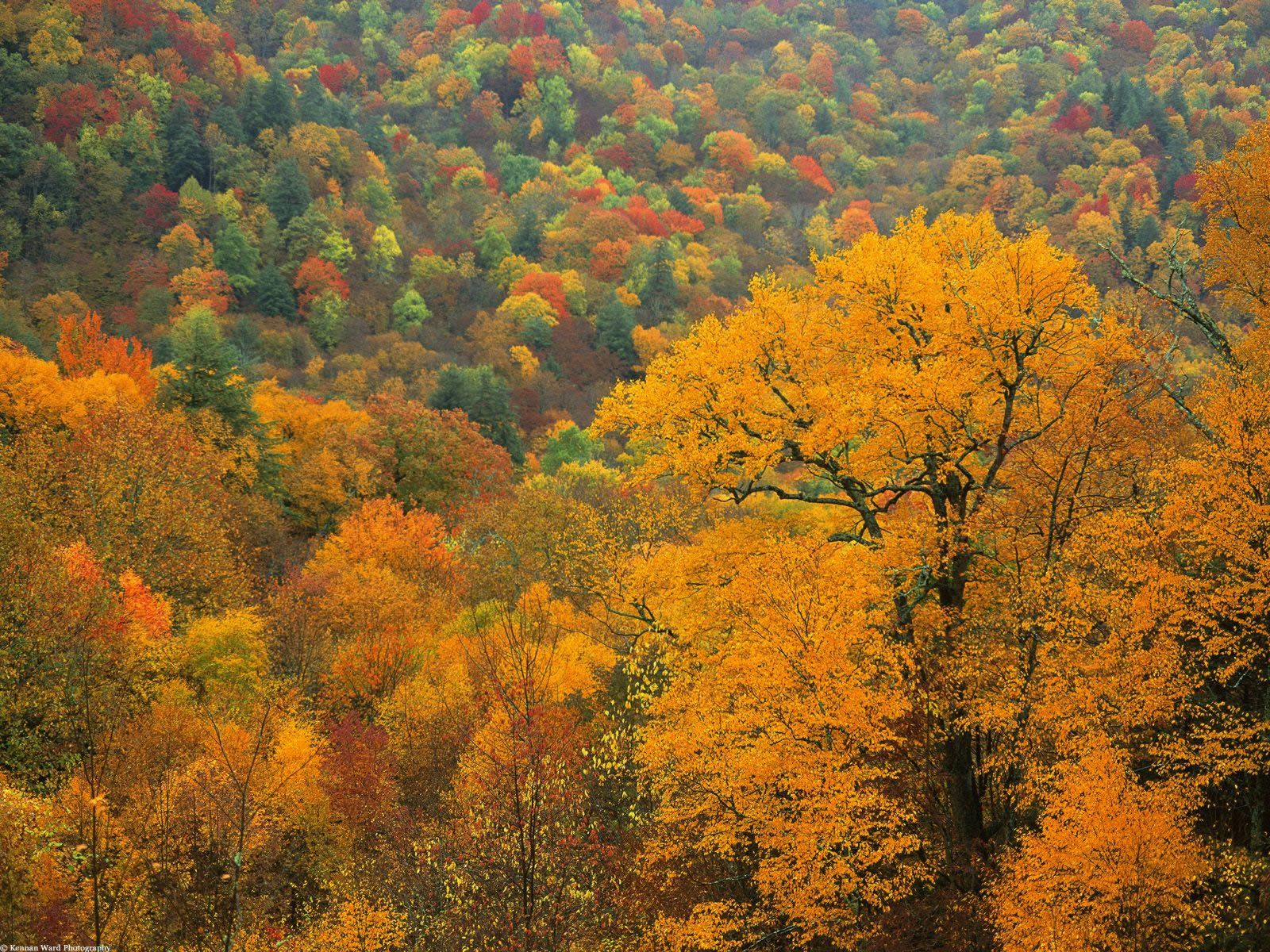 Mountains North Carolina Nature Wallpaper Image Featuring Autumn