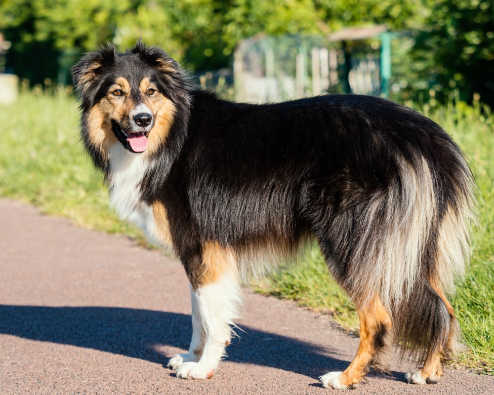 Black White And Brown Rough Collie Photo Tricolour Image On