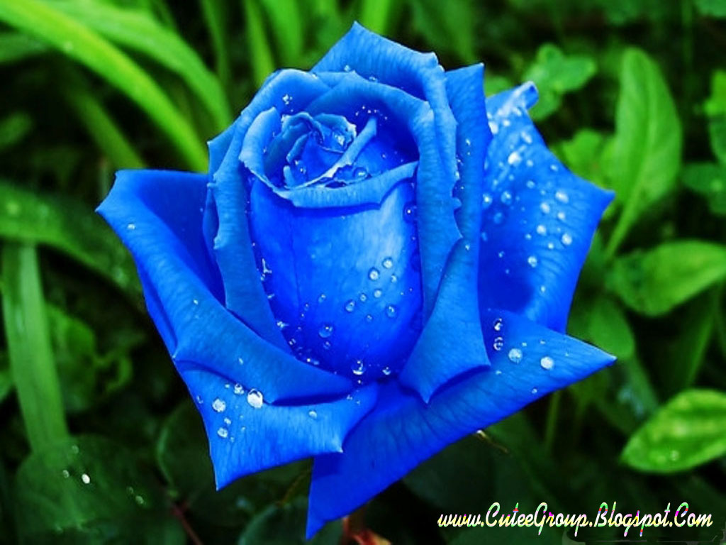 Light Blue Roses Background Image Pictures Becuo
