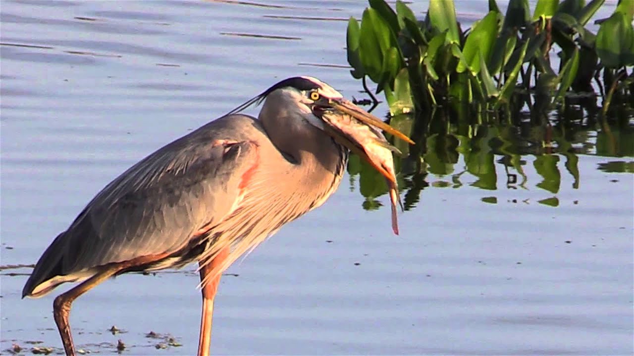 Great Blue Heron Wallpaper 96e1sxn Picserio