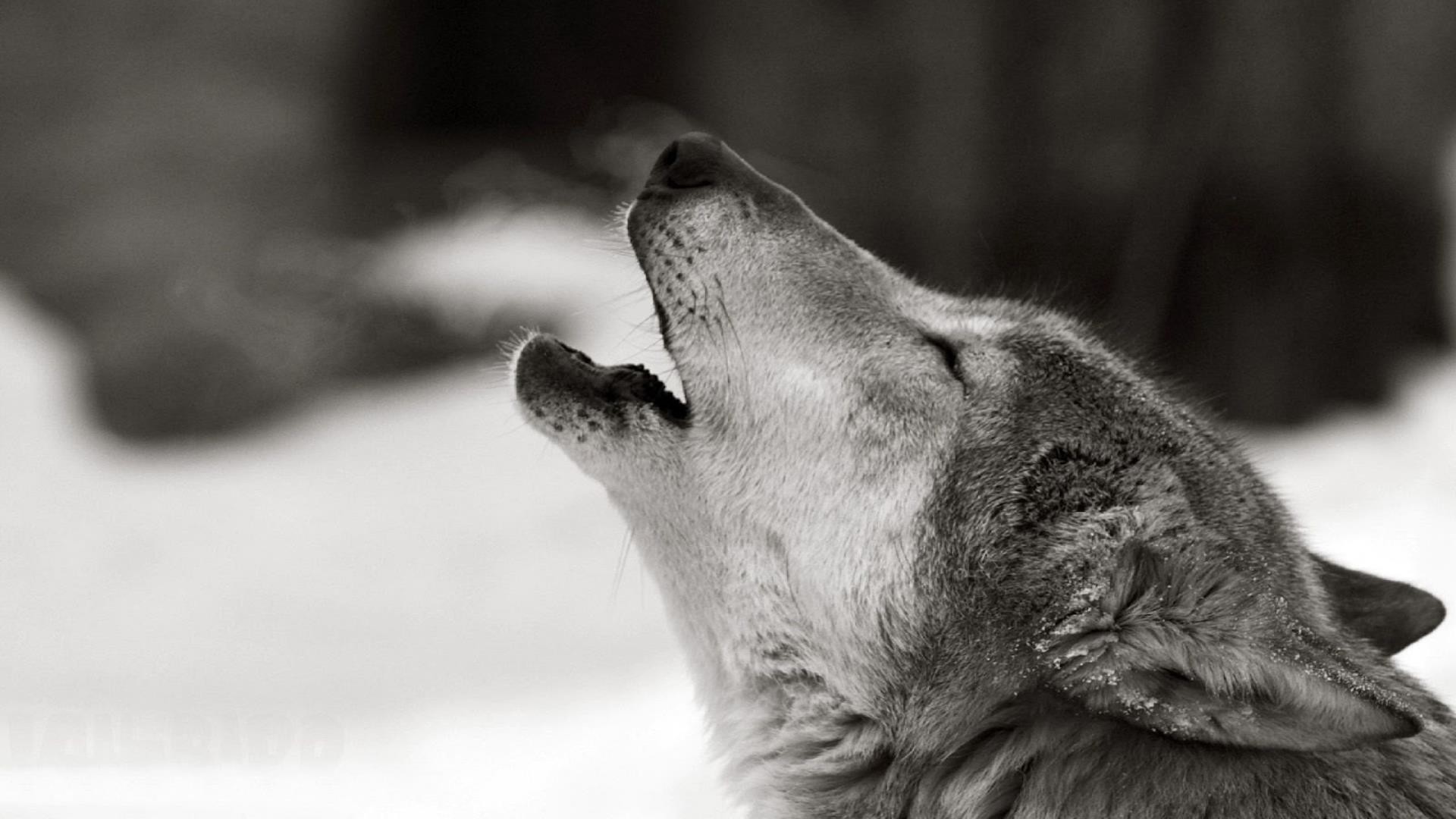 White Wolf Wallpaper