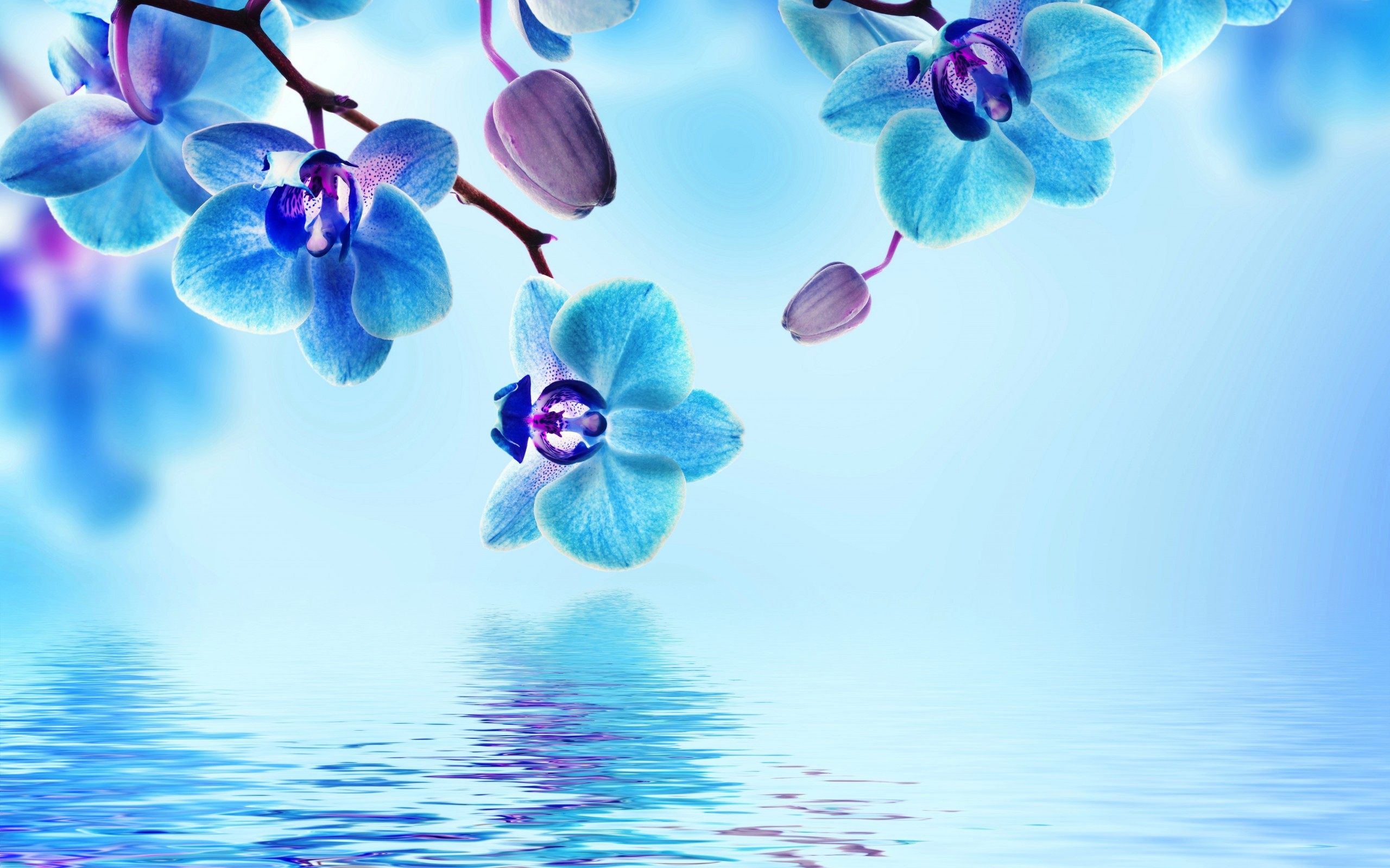 Blue Orchid Flower Wallpaper HD For Desktop