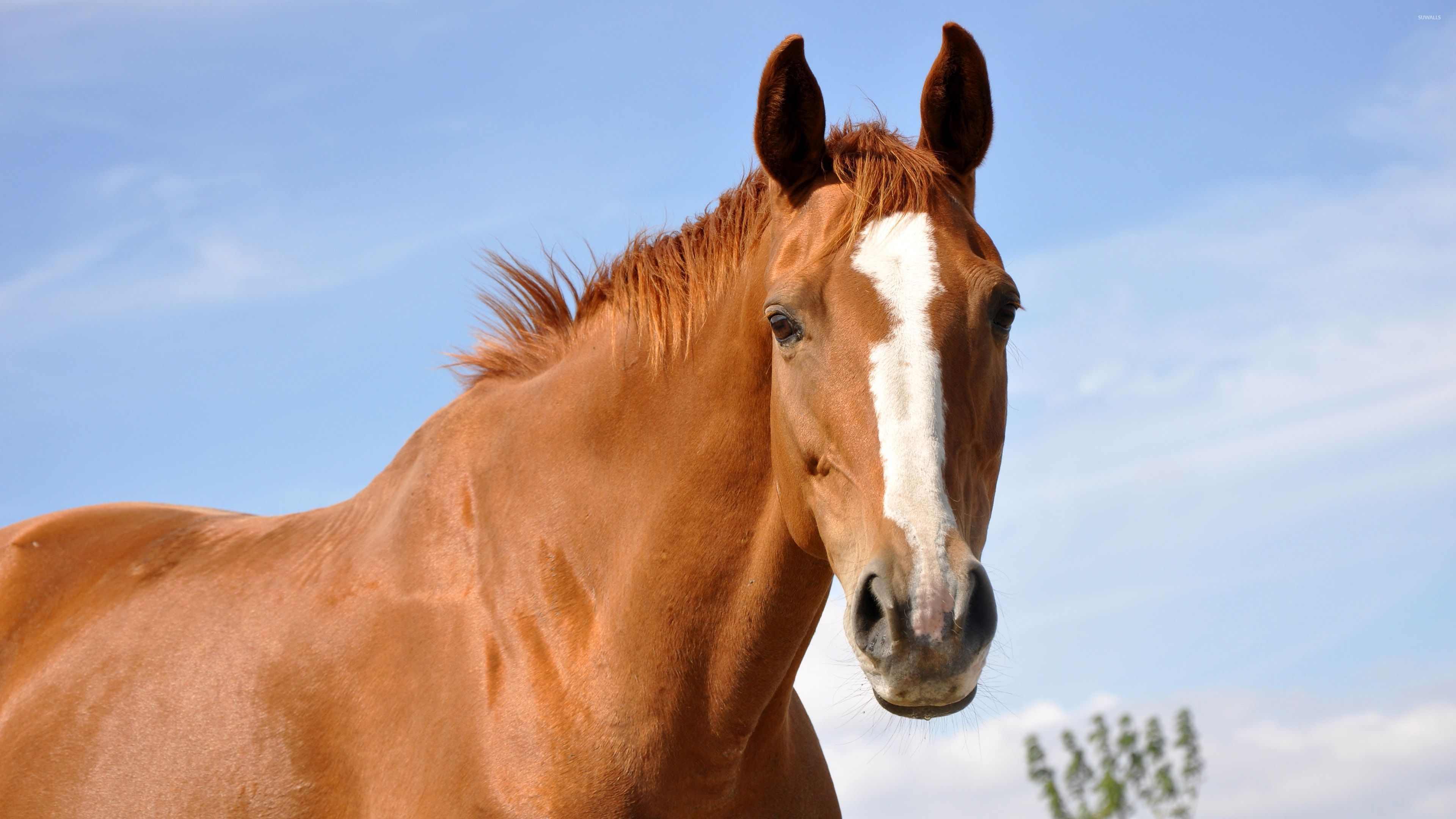 Brown Horse Close Up Wallpaper Animal