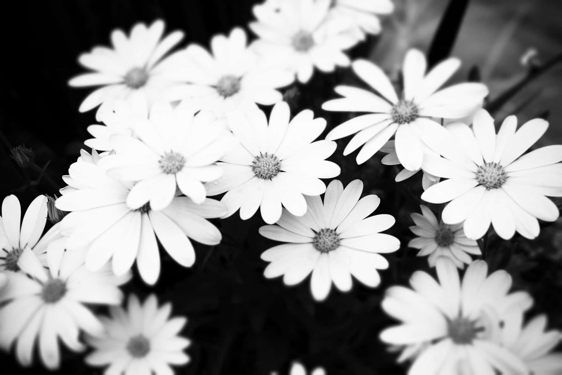 Black And White Aesthetic Pc Wallpaper