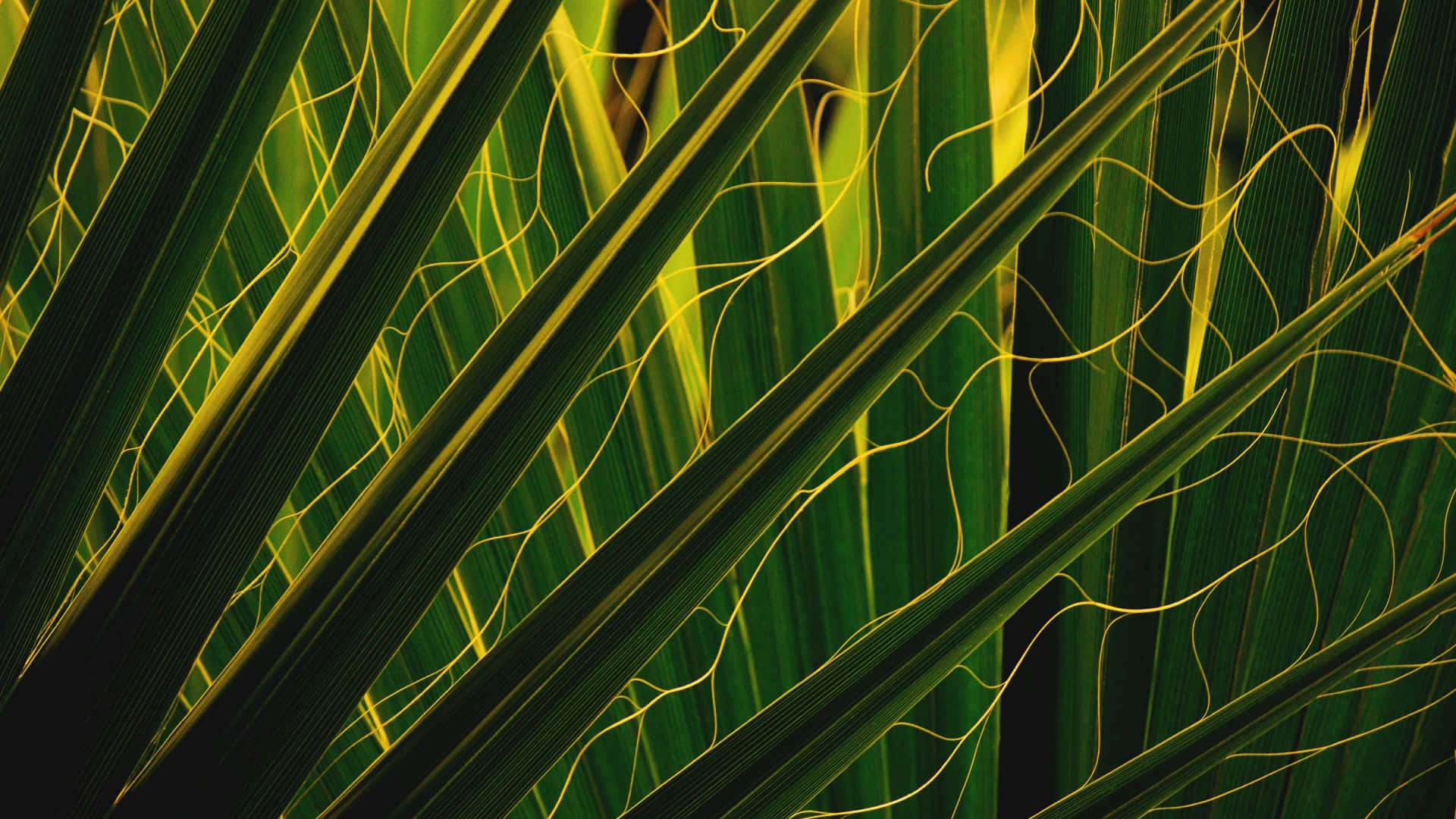 Tropical Leaves Desktop Wallpaper