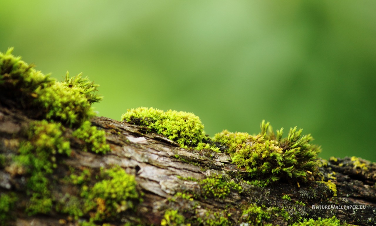 Wallpaper Bark With Moss Background