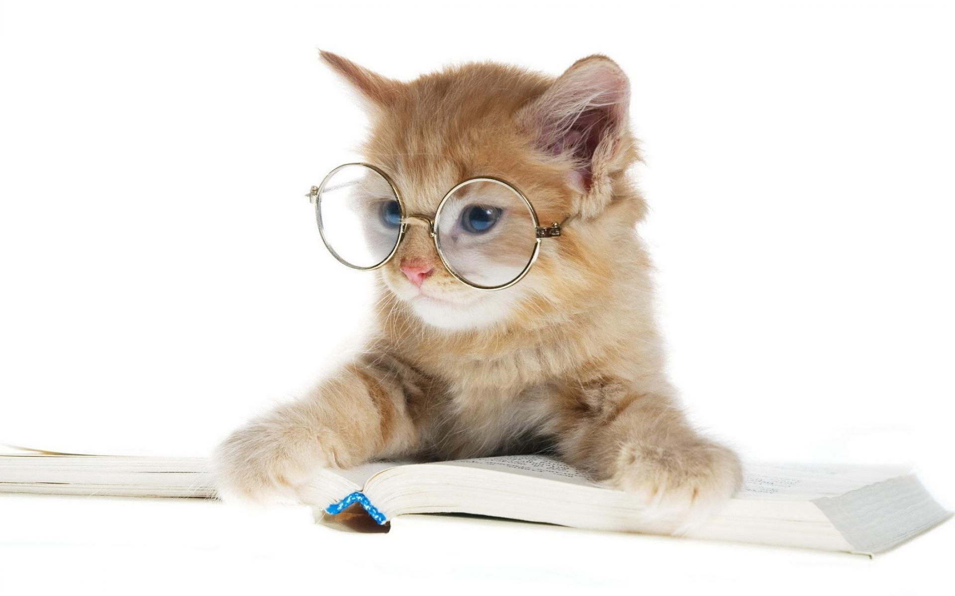 Animals Books Cats Glasses Wallpaper