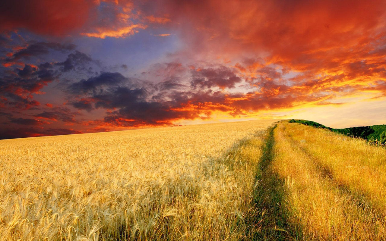 Harvest Of Golden Wheat Fields Wallpaper Landscape