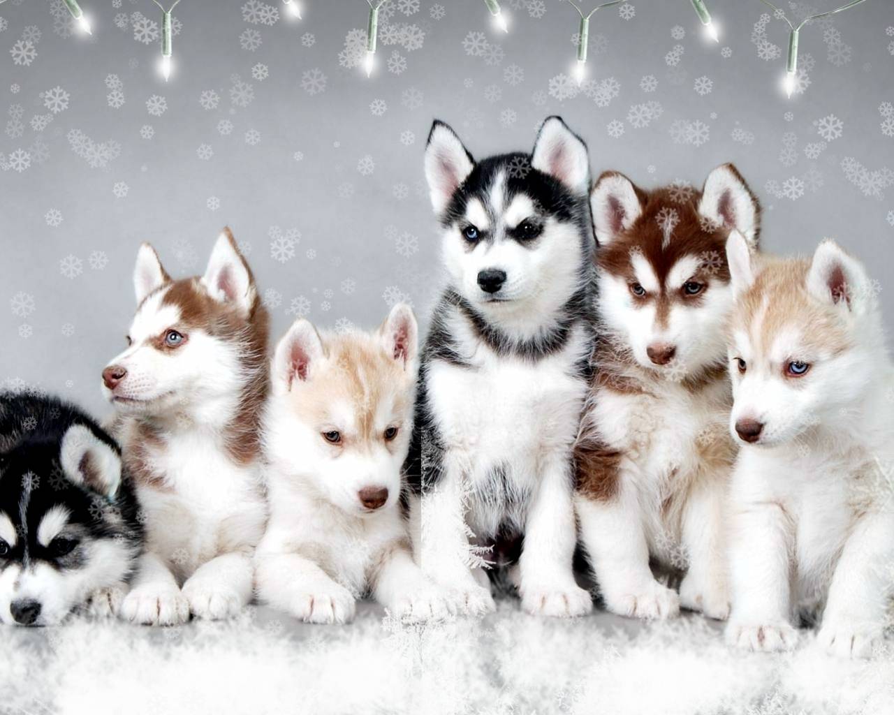 Snow Dogs Cute Huskies