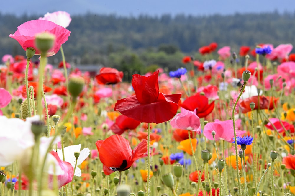Free Download 1000 Wild Flowers Pictures Download Free Images On 