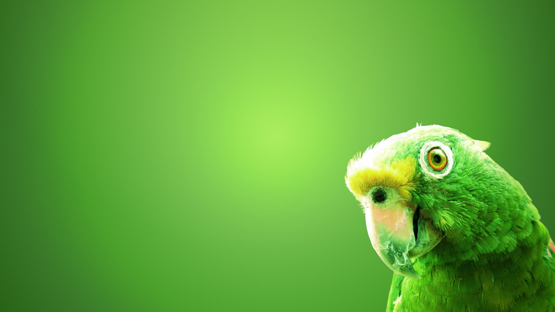 Parrot Photo Wallpaper