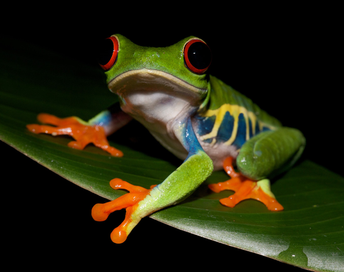 Tree Frog Slide 13