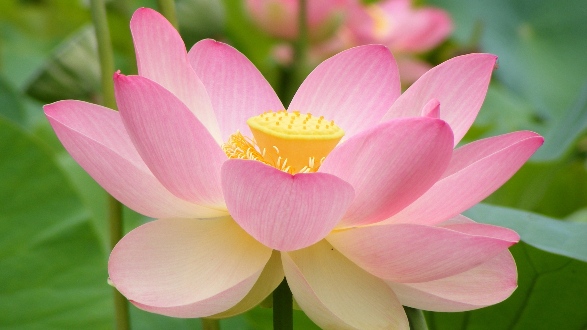 Lotus Flower Mac Wallpaper