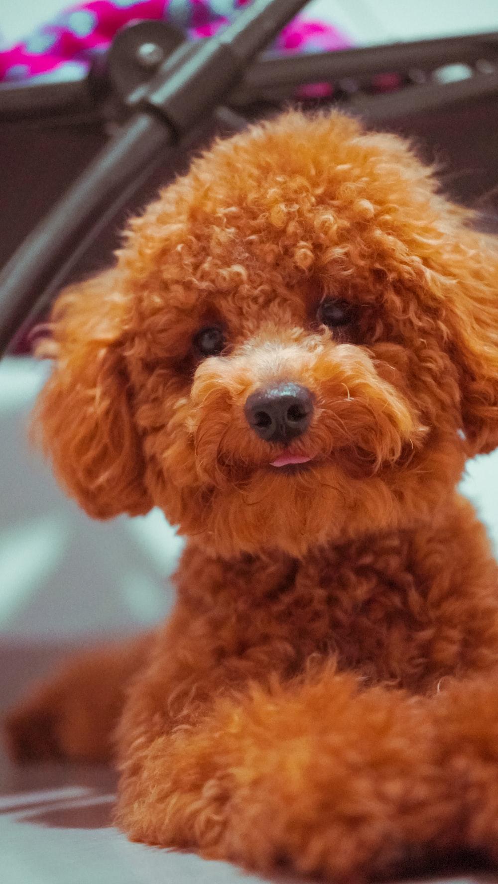 Toy Poodle Pictures Image