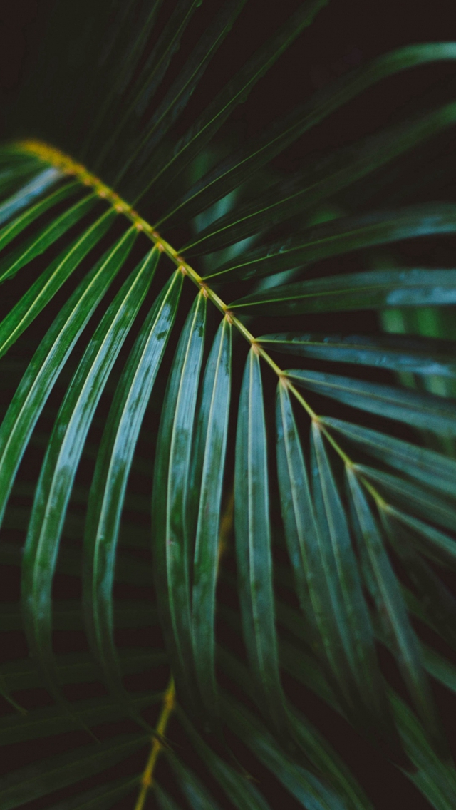 Palm Frond Leafy Branch iPhone Se