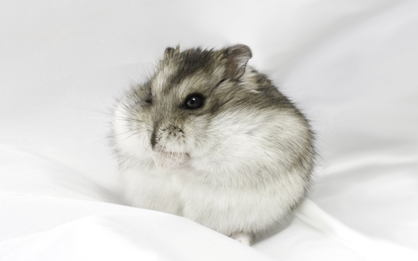 Fat Hamster Wallpaper Pictures