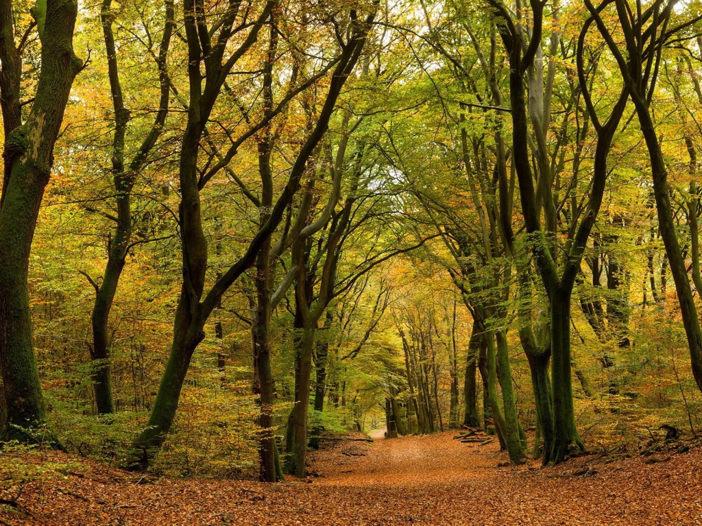 Through The Autumn Forest Desktop Pc And Mac Wallpaper