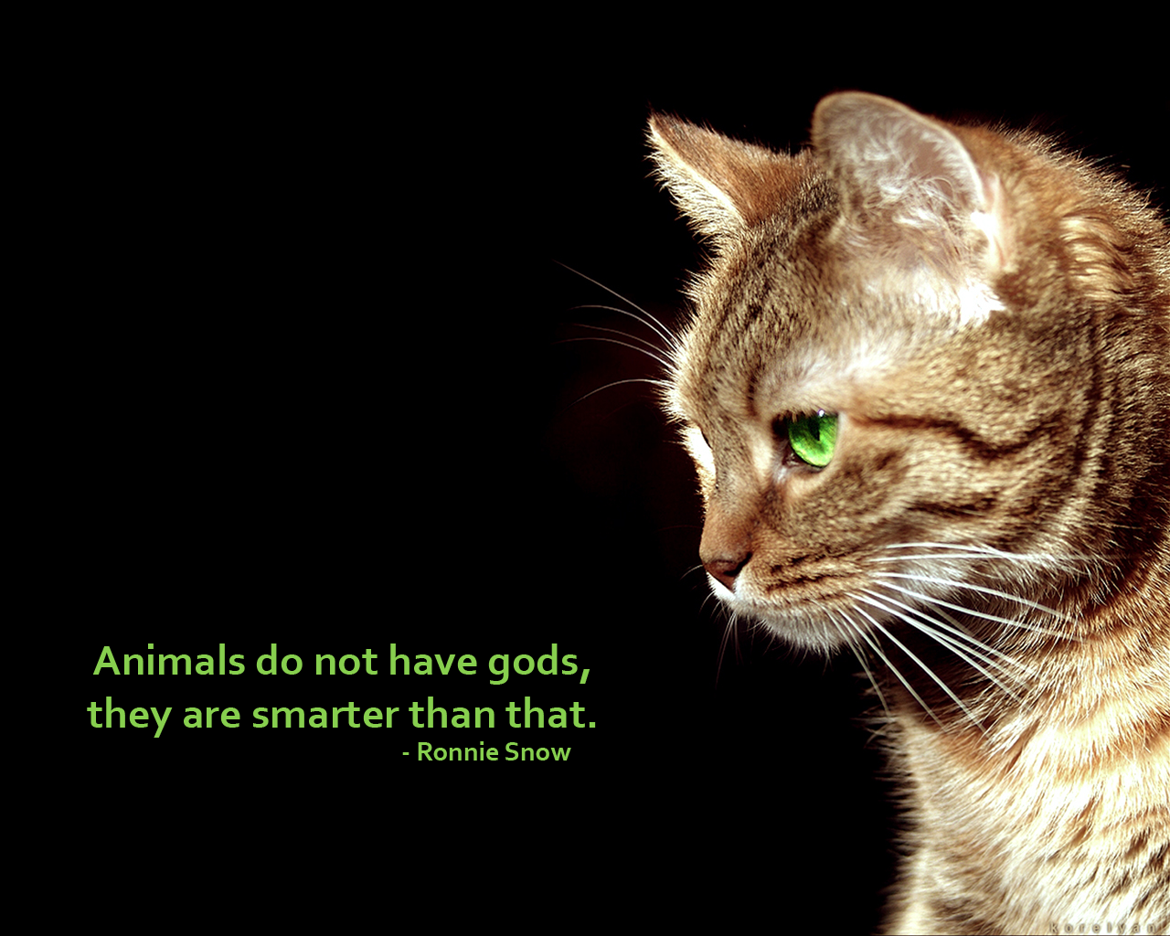 Animal Rights Image HD Wallpaper And Background Photos