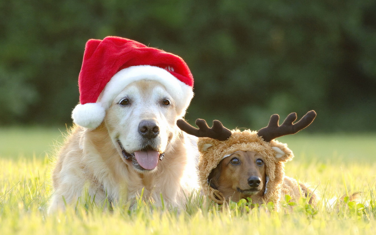 Christmas Wallpaper With Dogs Wallpapers9
