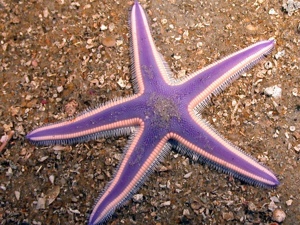 Purple Starfish Wallpaper Me