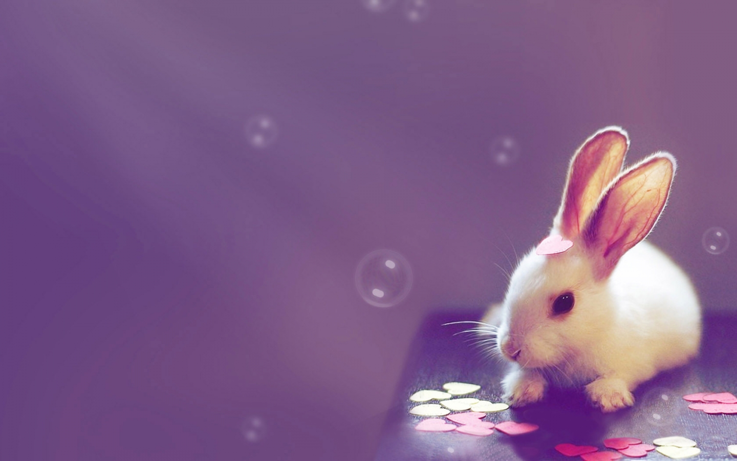 Cute Bunny Rabbit Wallpaper HD Desktop 4k