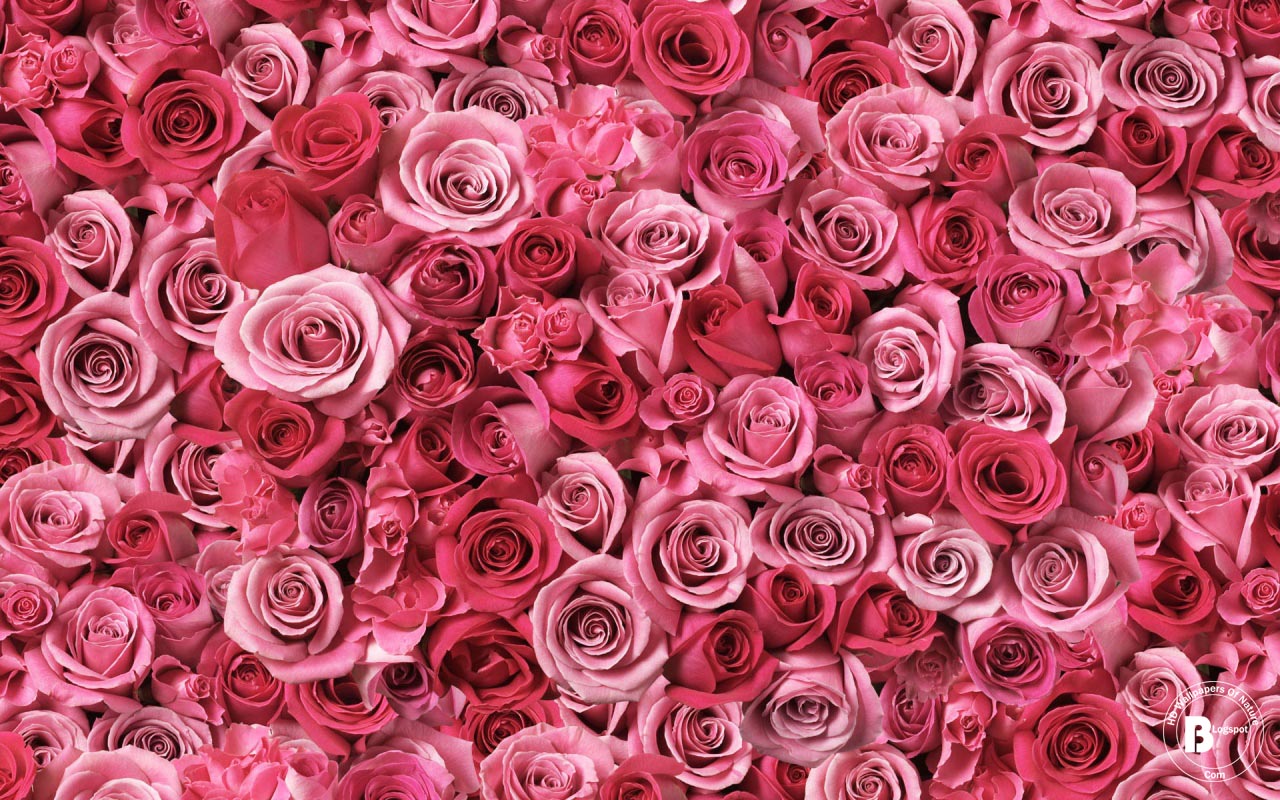 wallpaper desktop love flower