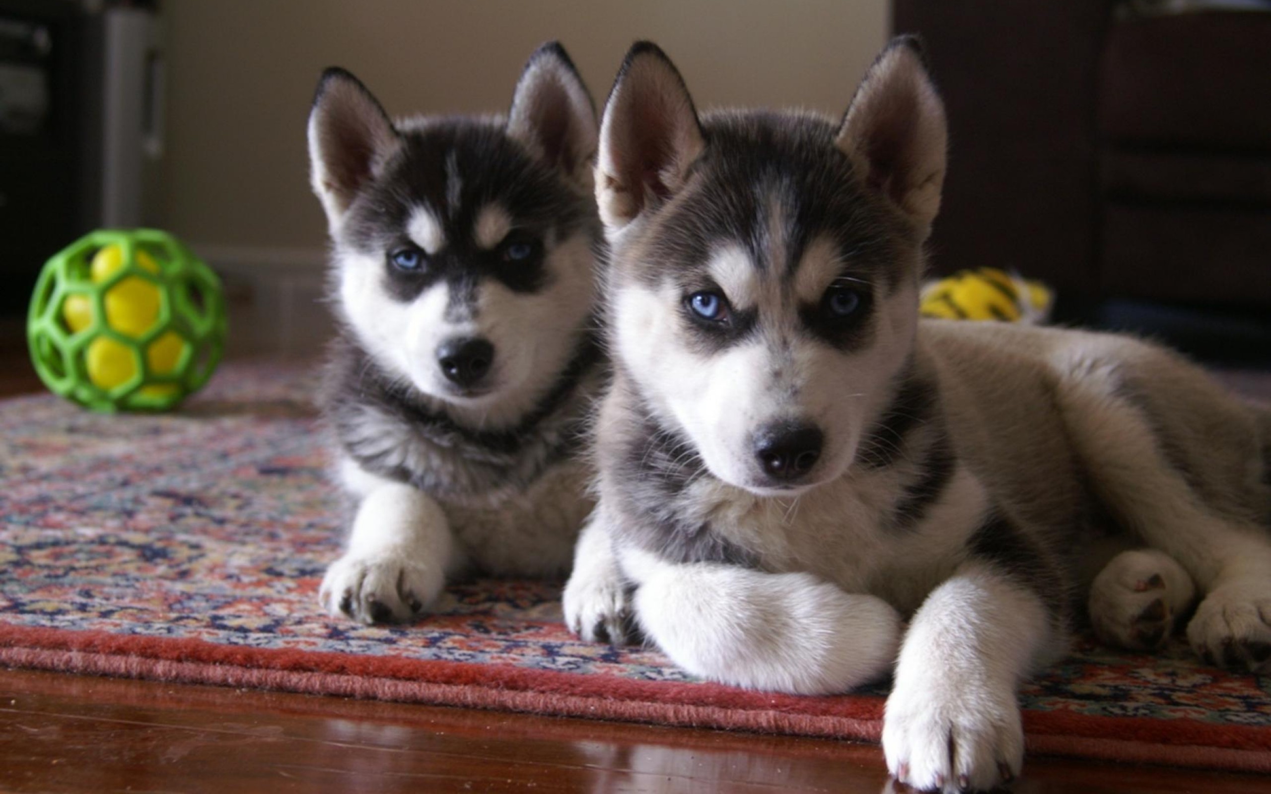 Cutest siberian husky puppy pictures and wallpapers ImgStockscom
