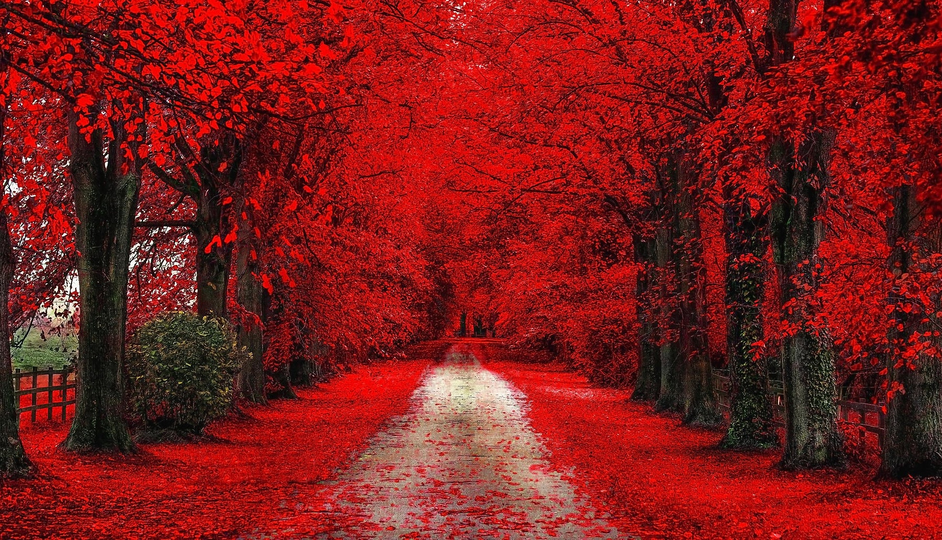 Red Trees Nature