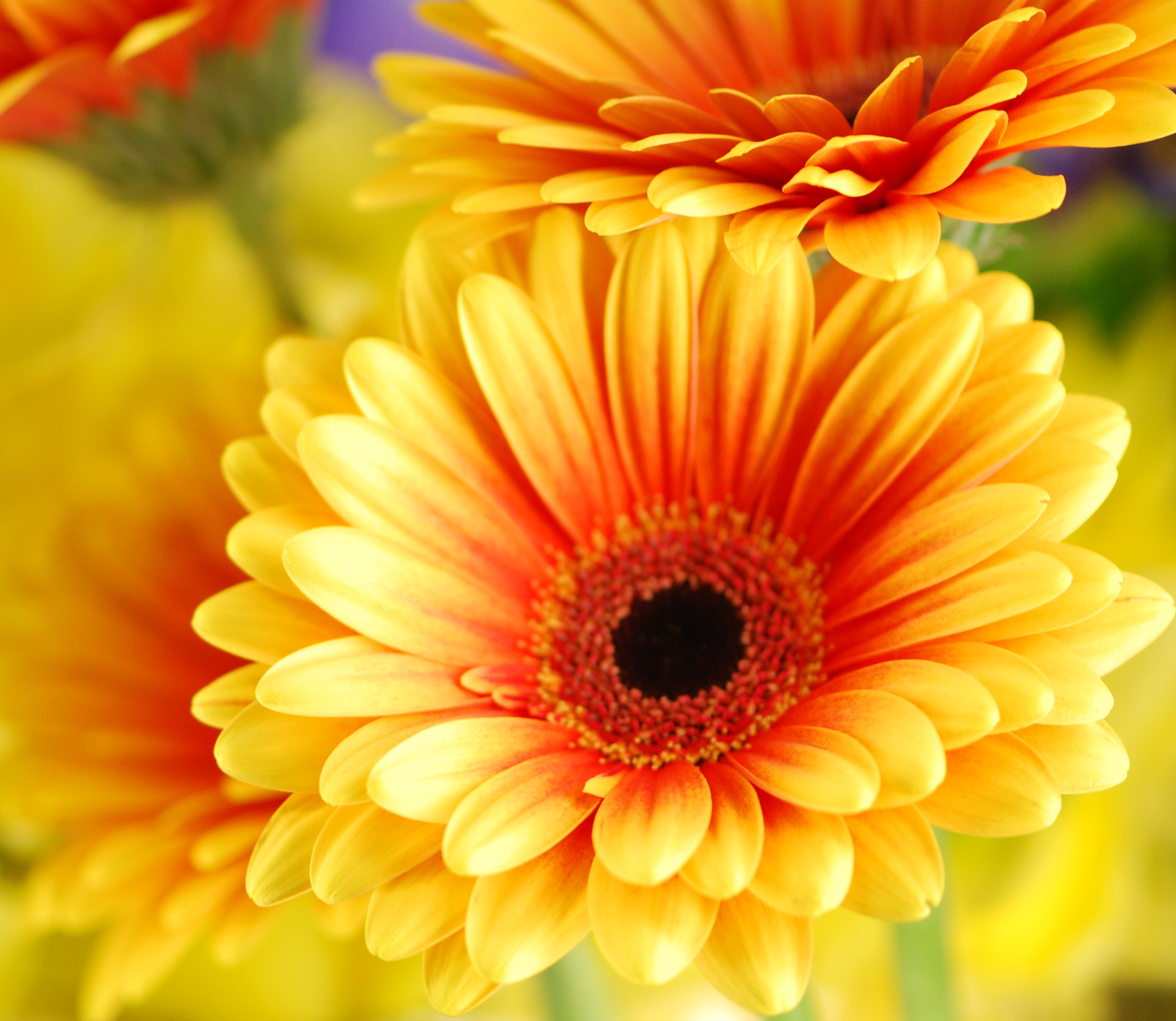 Gerbera Wallpapers HD Backgrounds Images Pics Photos Free
