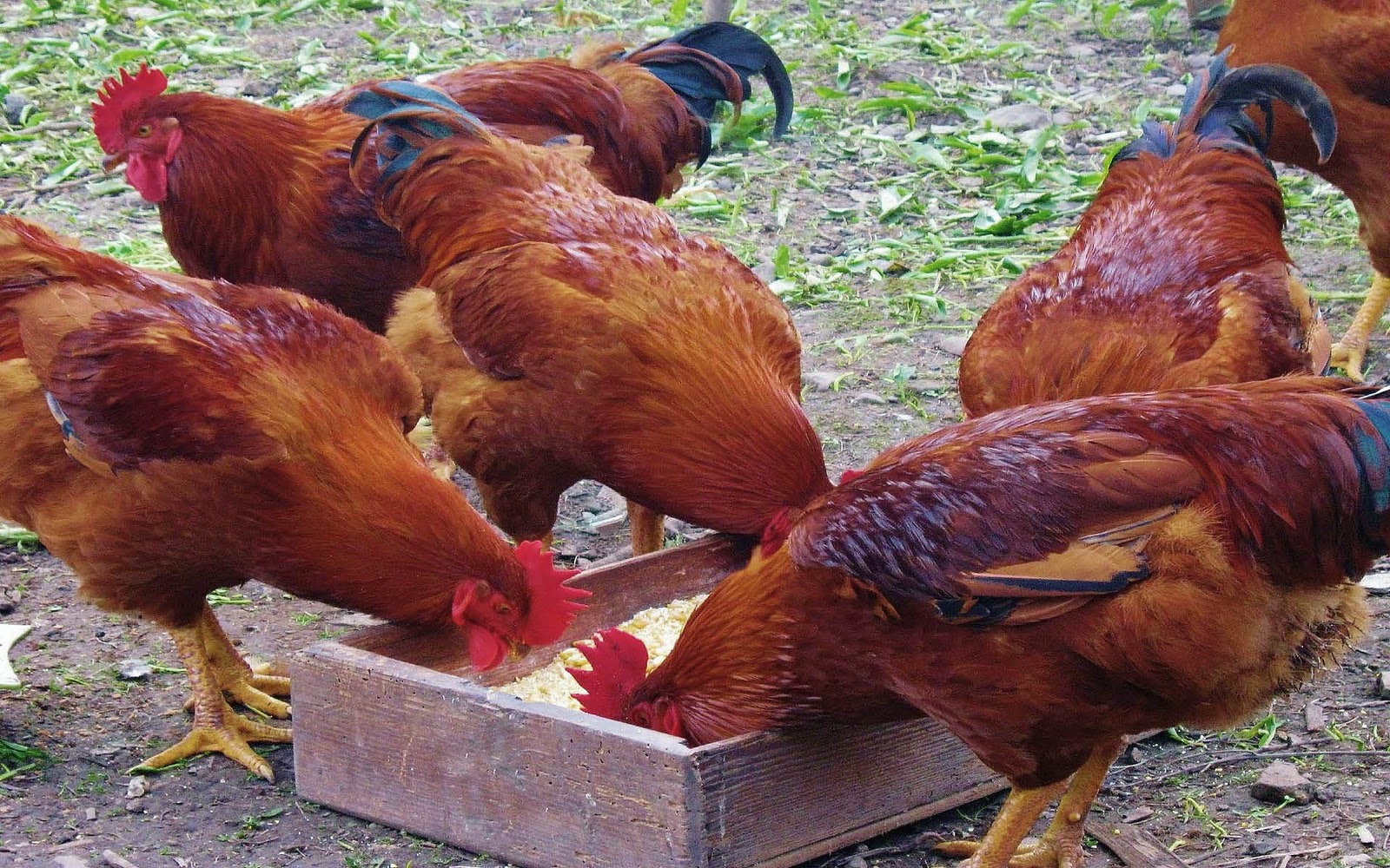 Chicken Wallpaper