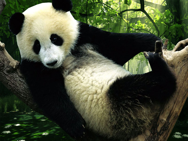 Panda Desktop Wallpaper HD And Background