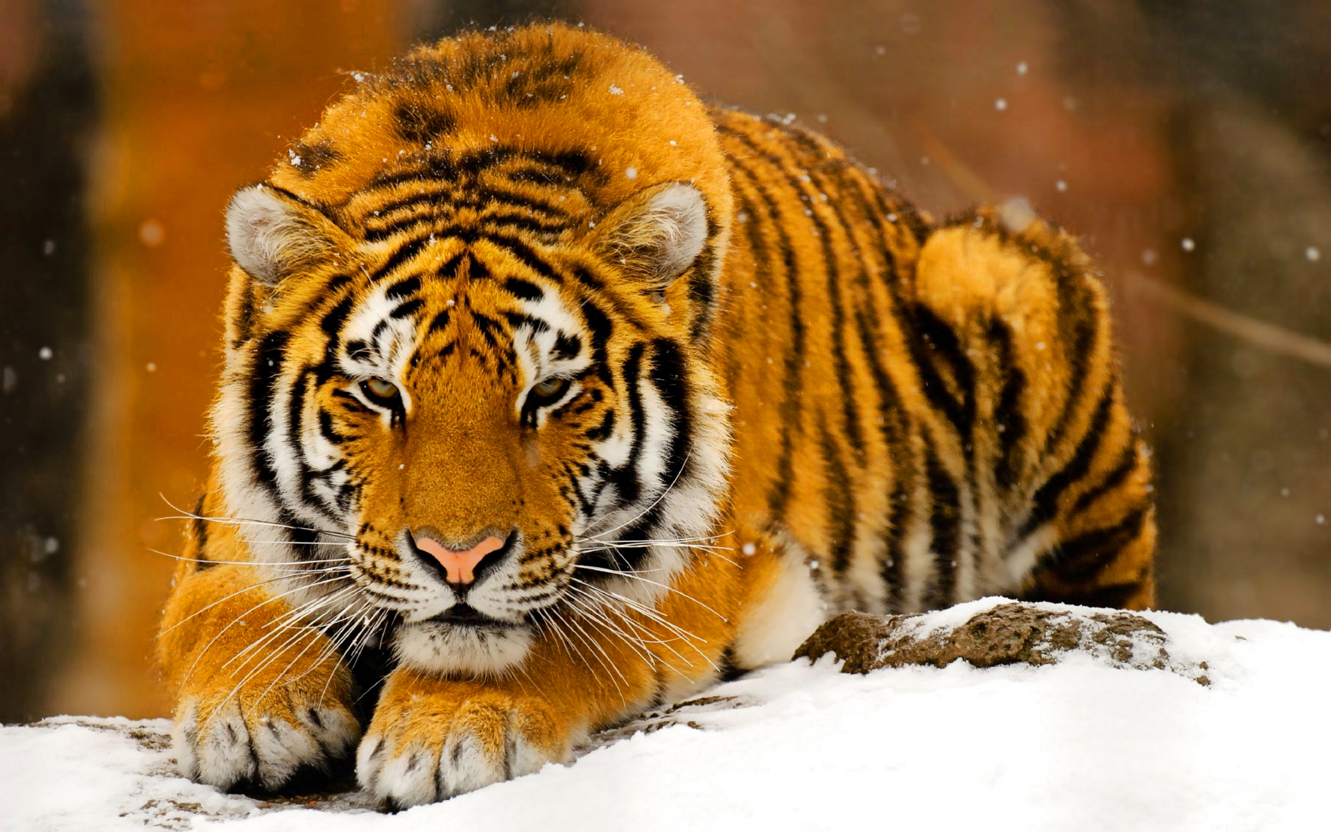 Snow Tiger Animal Wallpaper HD