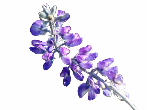 Lupine flower purple blue white background lupine 4484erase001 500x375