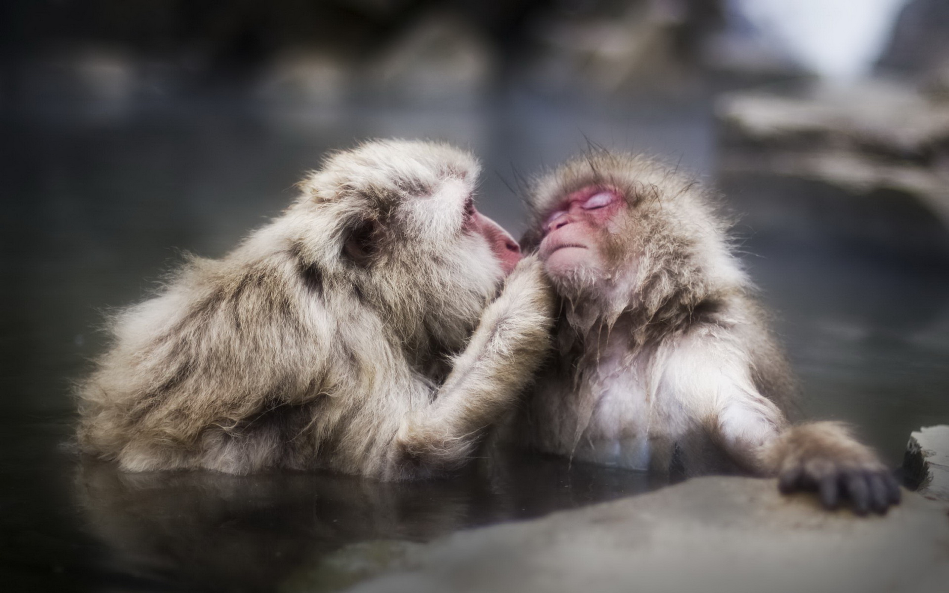 Japanese Macaque HD Wallpaper Background Image Id
