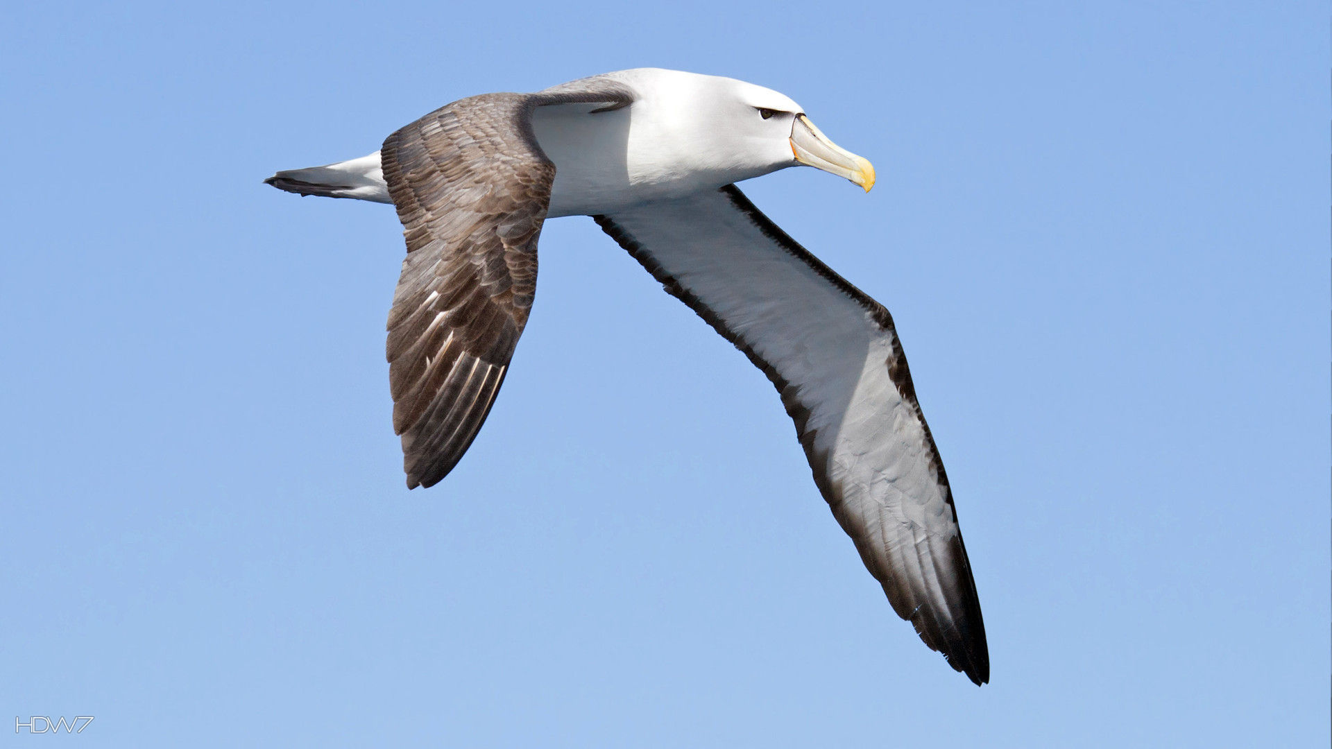 Albatross Image