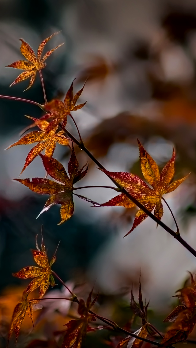 Autumn Leaves Mobile9 Phone Wallpaper Image