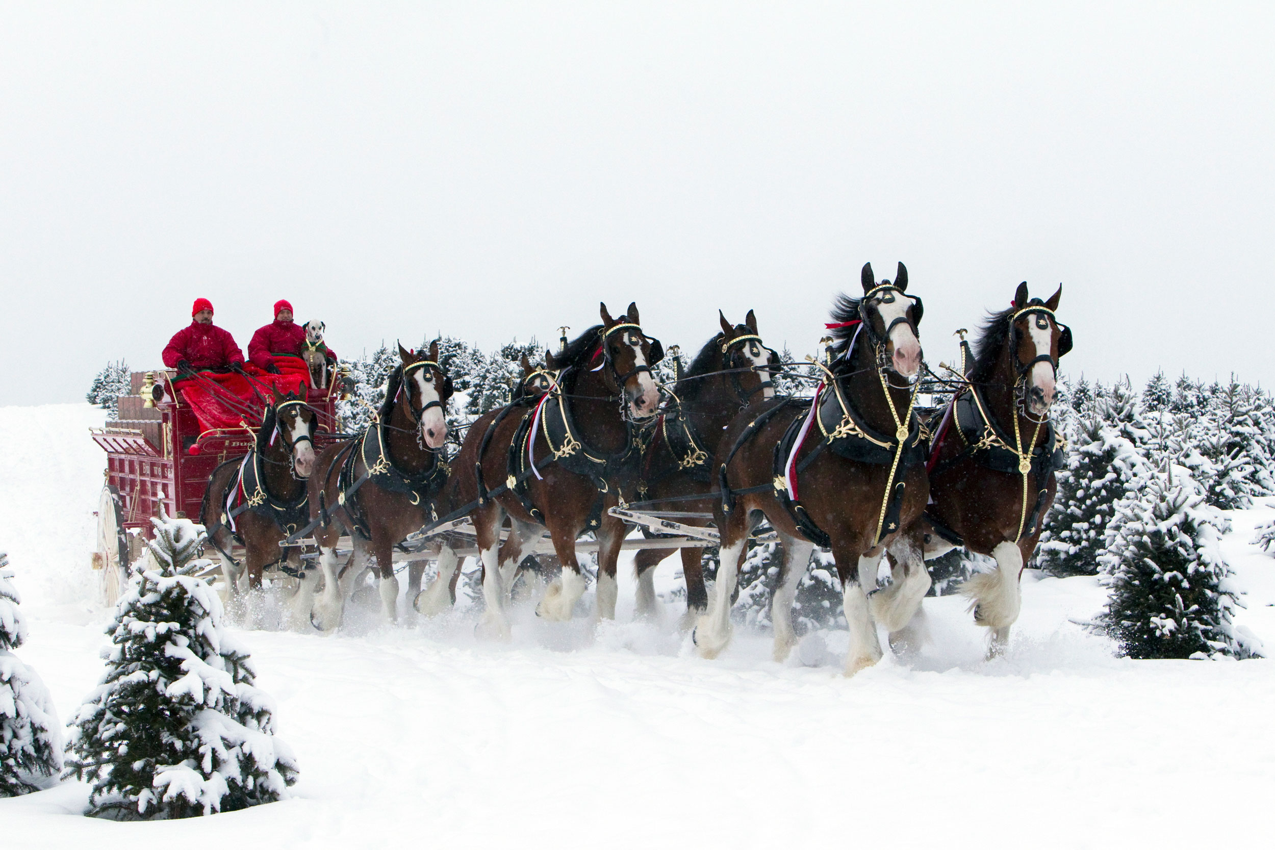 budweiser horses pictures in the winter