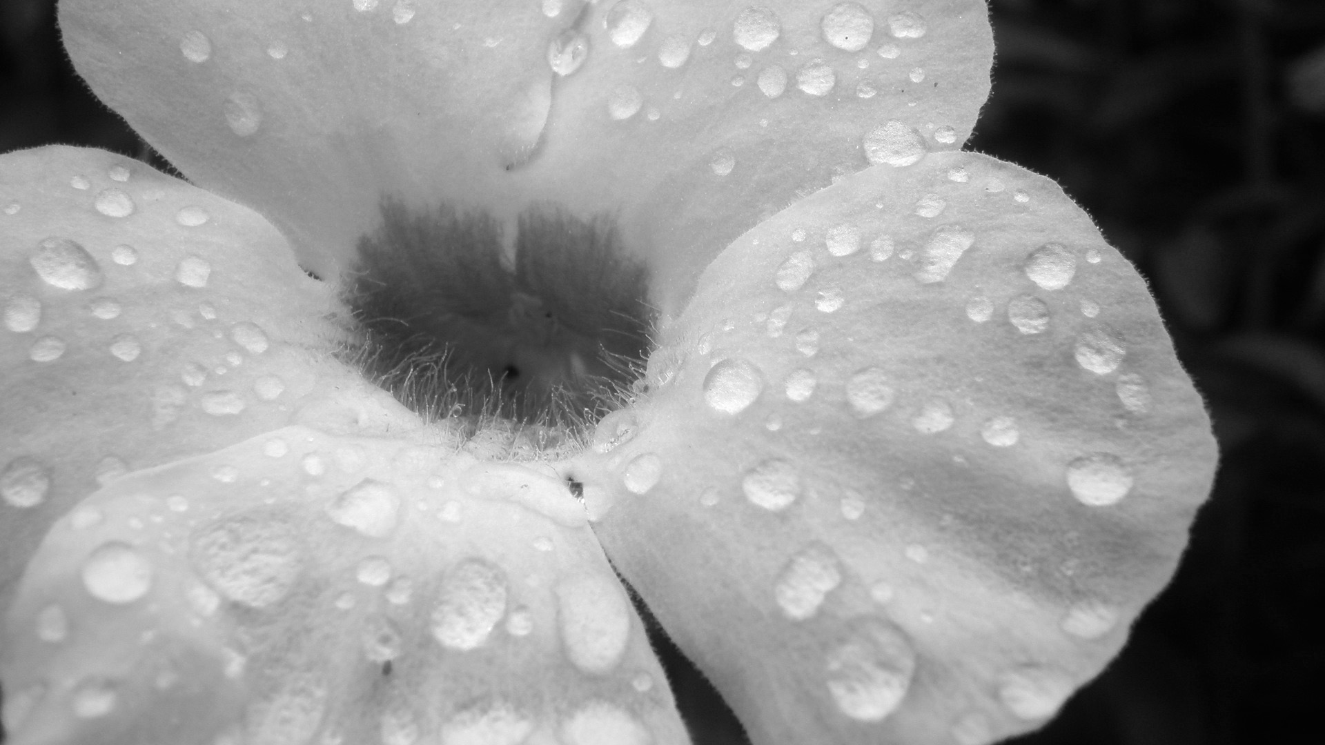Flower Wallpaper HD Black And White Widescreen For
