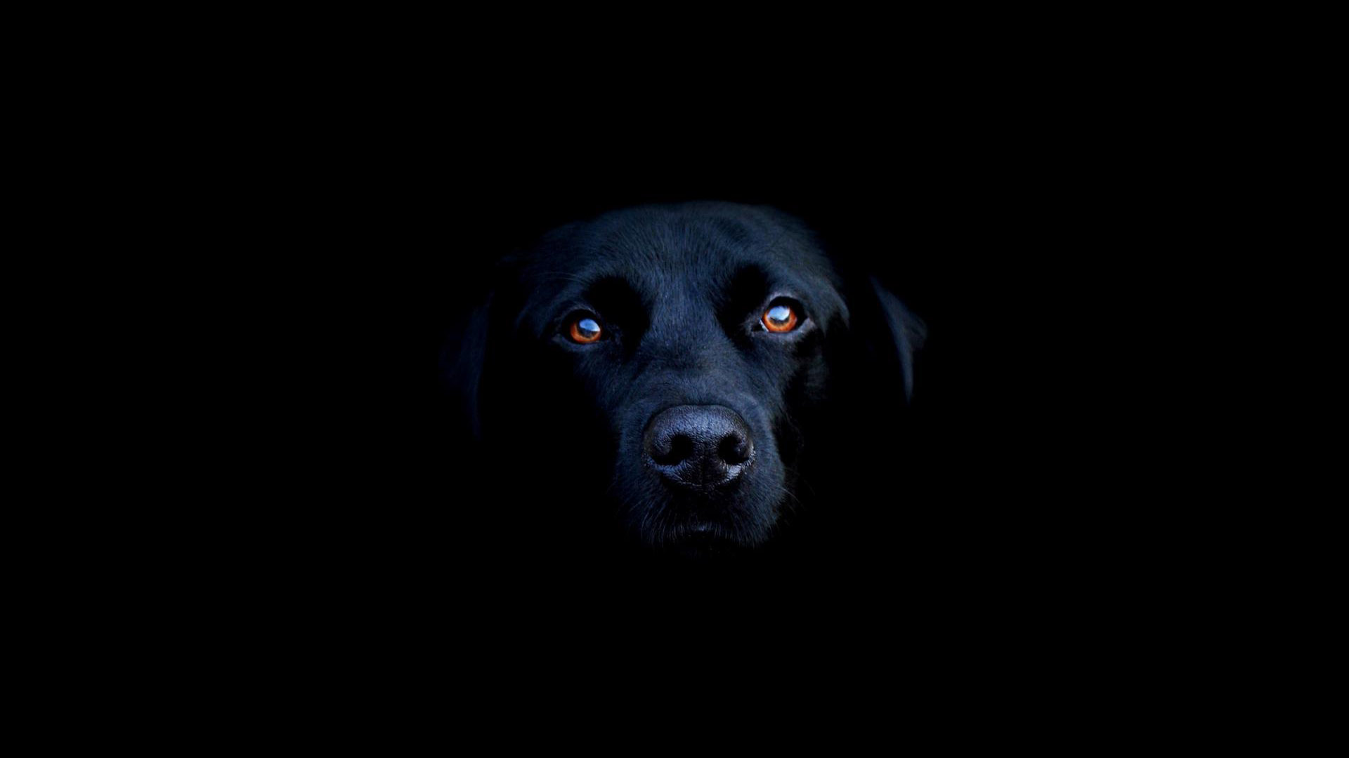 Black Labrador Dog HD Image Animals Pets