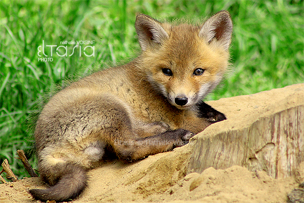Cute baby fox by Eltasia on