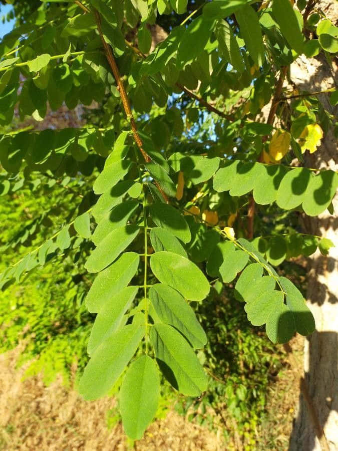 Black Locust Wallpaper