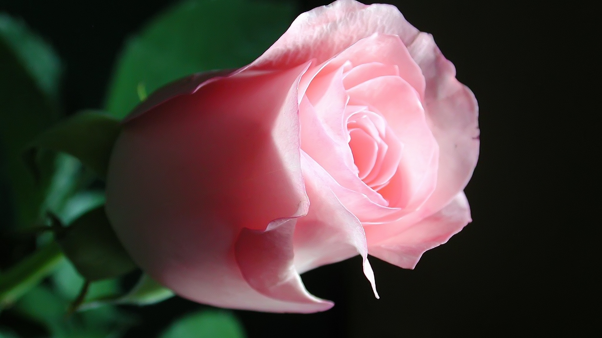 Beautiful Pink Rose High Definition Wallpaper Hd