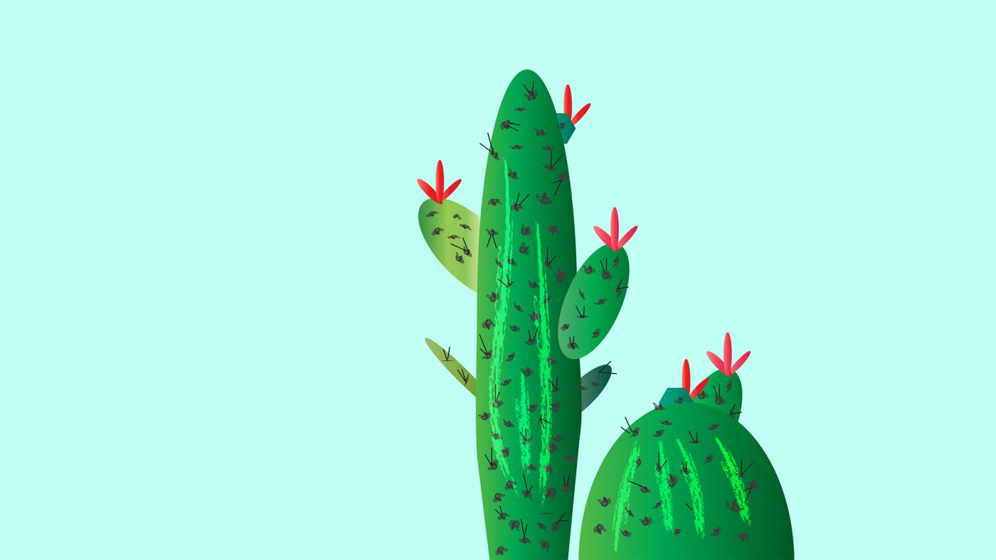 Cactus Wallpaper And Background Image