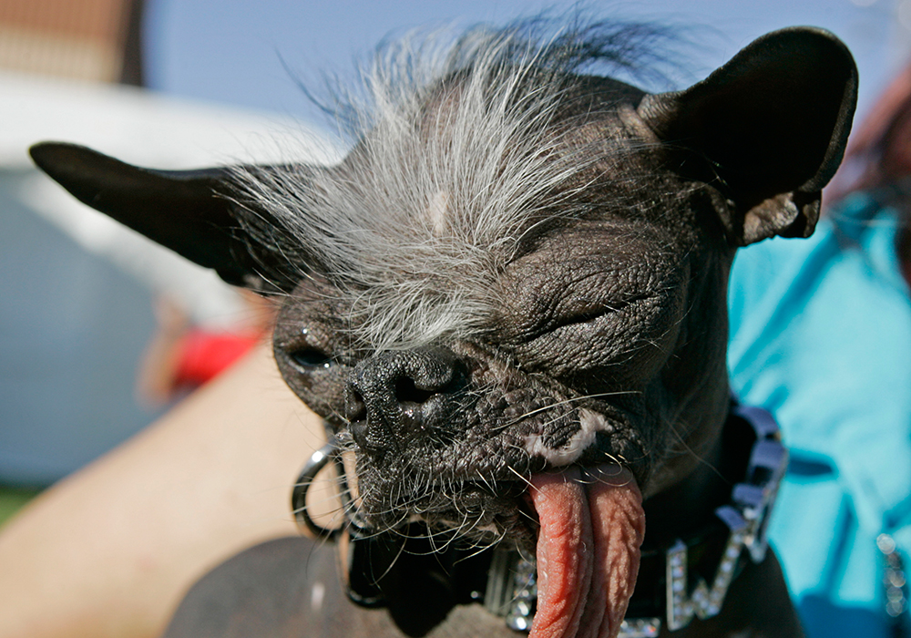 Hideously Cute Why We Love The World S Ugliest Dog Contest
