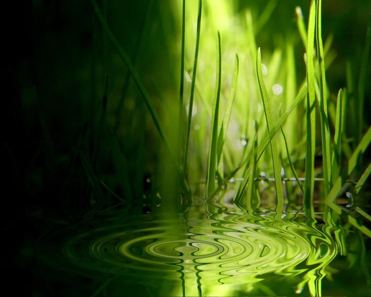 Grama Ripples Green Wallpaper